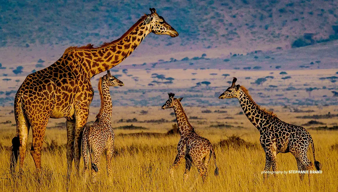 AfricanGiraffe_WildlifeConservation_AWF.jpg