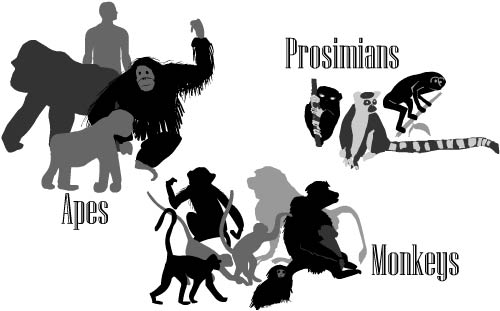 Apevsmonkey primates