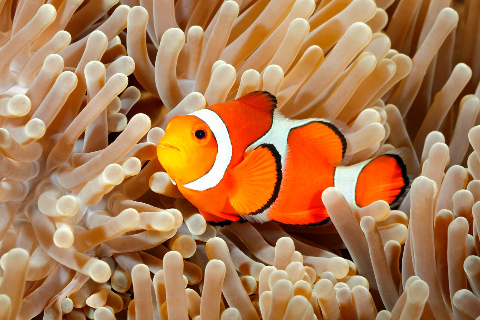 Clownfish sea anemones Australia Great Barrier Reef