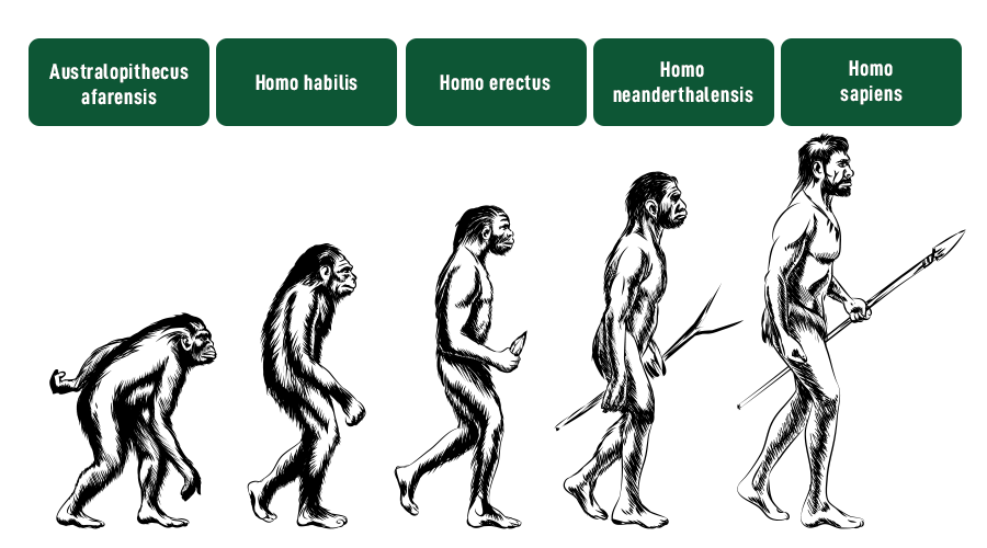 HumanEvolution