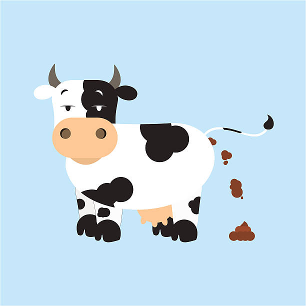 Dutch dairy cow pooping. Isolated. Blue background.