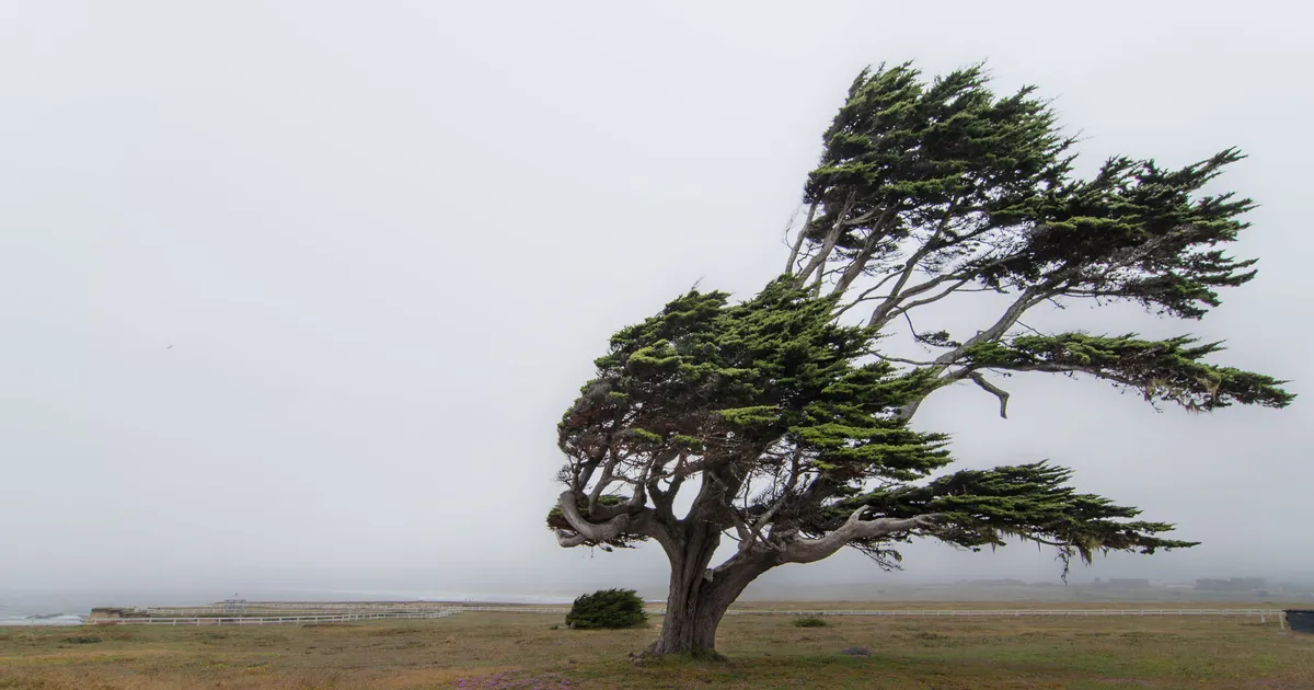 d0af12c18a7d25a268f487683e2ef576c1-25-windy-tree.rsocial.w1200