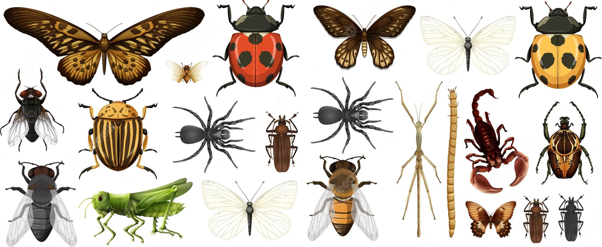 different insects collection isolated white background