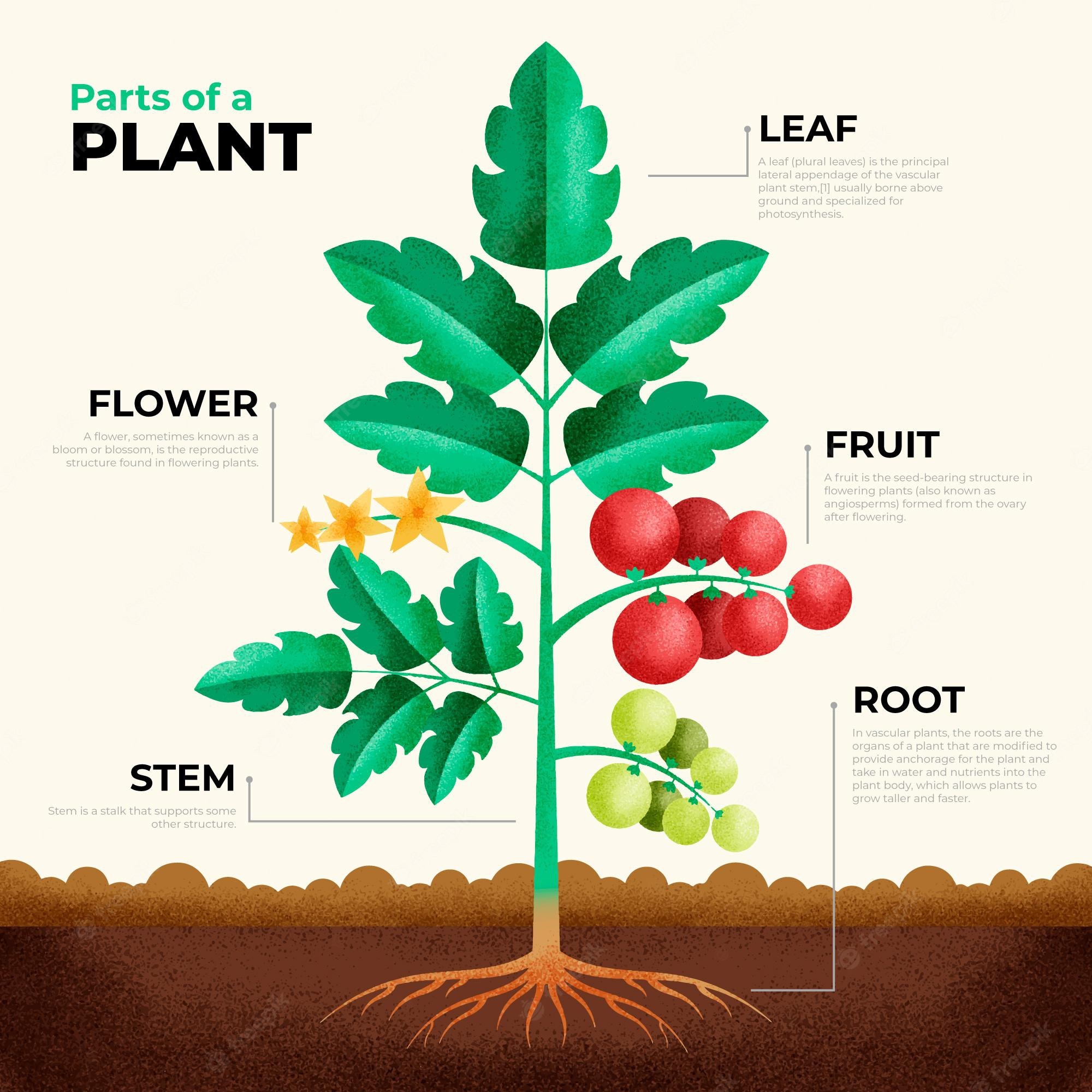 geometric infographic plant parts