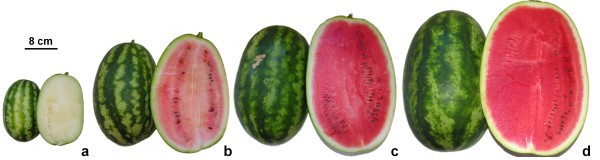 How To Check The Best Watermelon Great Master Vikrant Rohin Studies